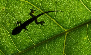 Chameleon thesis 07 image